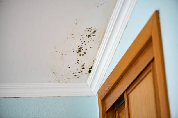 Best Mold Remediation for Specific Building Types in Corona, CA