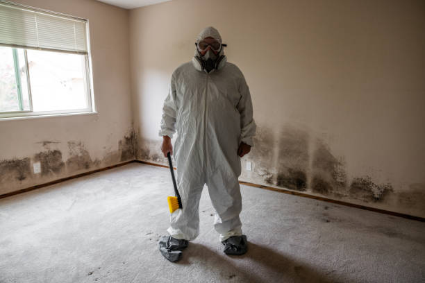 Best Attic Mold Remediation in Corona, CA