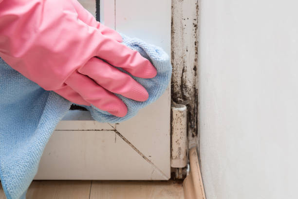 Best HVAC Mold Remediation in Corona, CA
